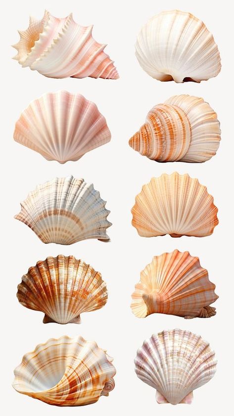 Sea Graphic Design, Sea Objects, Shells On Beach, Beach Elements, Sea Elements, Seashell Illustration, Shell Graphic, Sea Things, Shell Ideas