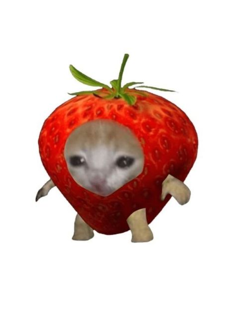 Cat Strawberry, Cute Cat Costumes, Cat Template, Cat Crying, Cat Profile, Silly Cats Pictures, Cat Club, Cat Icon, Cat Costumes