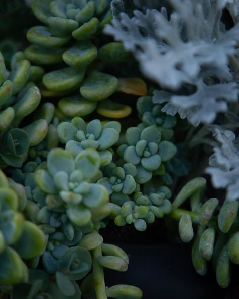 Cute lil succulent dudes 🥰 #succulent #plants #photos #photgraphy #garden #green Succulent Aesthetic, Succulents Aesthetic, Succulent Plants, Succulent Plant, Planting Succulents, Succulent, Collage, Plants, Green