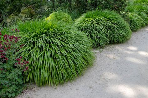 The Best Low Maintenance Shade Plants — Meadowlark Journal Shade Tolerant Grass, Hakone Grass, Hakonechloa Macra, Deer Resistant Flowers, Living Pool, Japanese Forest, Perennial Grasses, Deer Resistant Plants, Hakone