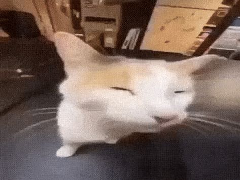 Animated GIF - Find & Share on GIPHY Discord Gifs Emojis, Silly Gifs, Car Gif, Silly Kitties, Goofy Drawing, Cats Pictures, Silly Cats Pictures, Header Banner, Goofy Ahh