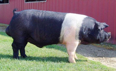 http://www.brinkgenetics.com/swine/boars.html Hampshire Pig, Pig Showing, Pig Breeds, Raising Pigs, Raising Farm Animals, Showing Livestock, Cattle Farming, Pig Farming, Pet Pigs