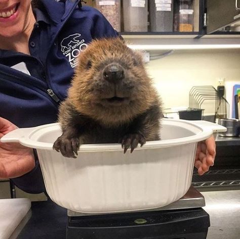 Small And Round Baby Beavers (13 Pics + 2 Vids) - I Can Has Cheezburger? Animals, Horse And Man, Beaver Animal, North American Beaver, Baby Beaver, Cat Memes, Fur Babies, Cute Animals