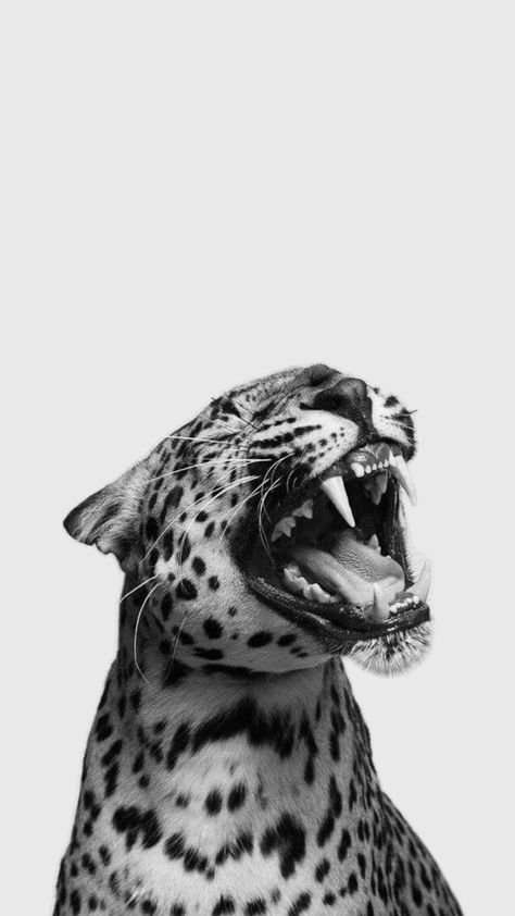 #aesthetic #inspiration #tiger #wallpaper Image Girly, Glamour Wallpaper, Jaguar Wallpaper, Cheetah Print Background, Cheetah Background, Cheetah Wallpaper, Leopard Print Wallpaper, Cheetah Print Wallpaper, Tiger Wallpaper