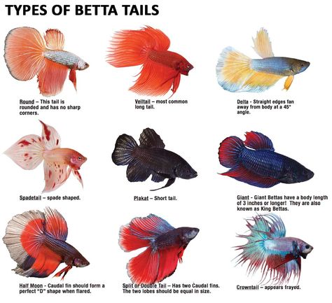 What type of #betta are you drawn to? Tail Types, Types Of Betta Fish, Fish Names, Fish Types, Fish Tank Themes, Fish List, Aquatic Pets, Mini Printables, Fish Tank Terrarium