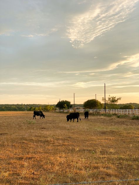 Texas Family Aesthetic, Texas Pictures Country, South Texas Aesthetic, Texas Vision Board, Living In Texas Aesthetic, Texas Cowboy Aesthetic, Texas Hill Country Aesthetic, Texas Life Aesthetic, East Texas Aesthetic