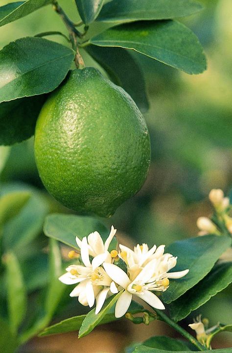 Monrovia - Close Up Monrovia Plants, Tattoo Plant, Rogers Gardens, Citrus Plant, Zone 9, Plant Catalogs, Citrus Aurantifolia, Lime Tree, Meteor Garden 2018