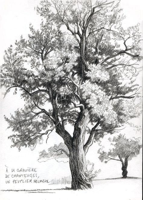 Tree Pencil Sketch, 숲 사진, Landscape Pencil Drawings, Pencil Trees, Tree Drawings Pencil, Nature Sketch, Tree Sketches, Drawing Course, Landscape Sketch