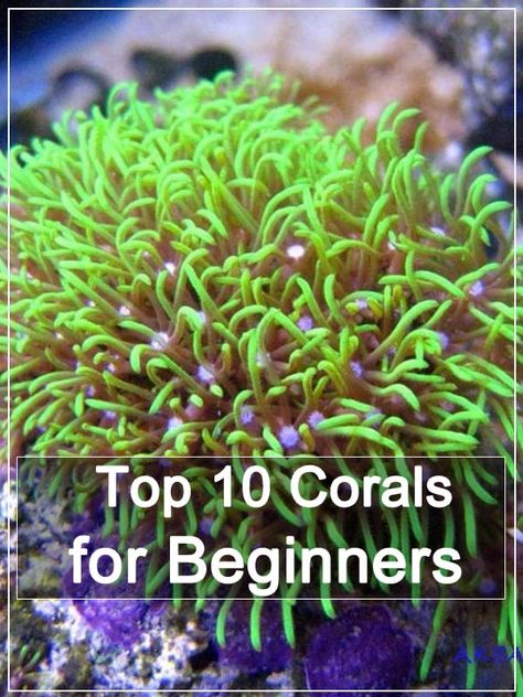 Salt Water Reef Aquarium, Live Coral Aquarium, Coral Tank Aquarium, Marine Fish Tank Ideas, Saltwater Fish Tank Ideas, Salt Water Fish Tank Ideas, Salt Water Aquarium Ideas, Small Saltwater Tank, Saltwater Aquarium Beginner