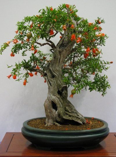 Los mejores árboles para bonsais Bonsai For Beginners, Bonsai Fruit Tree, Bonzai Tree, Tanaman Pot, Bonsai Tree Types, Beautiful Bonsai, Bonsai Tree Care, Indoor Bonsai Tree, Juniper Bonsai