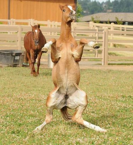 "Look Ma, I'm Silver from the Lone Ranger!" Thinking Meme, Dog Doing Yoga, Hilarious Animals, Horse Dance, Funny Horses, Horse Wallpaper, Humor Videos, Funny Horse, Cute Horses