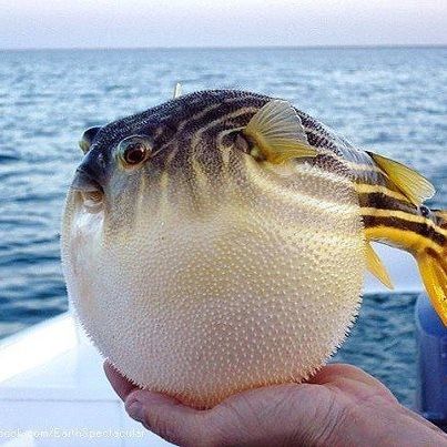 Puffer Fish Underwater Wonderland, Puffer Fish, Beautiful Sea Creatures, Water Life, Exotic Fish, Aquatic Animals, Deep Sea Fishing, Creature Feature, Ocean Creatures