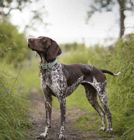 German Short Haired Pointer Puppy, Gsp Dogs, Pure Breed Dogs, Gsp Puppies, Short Haired Pointer, German Shorthaired Pointer Dog, Cute Dogs Images, German Shorthair, Pointer Dog