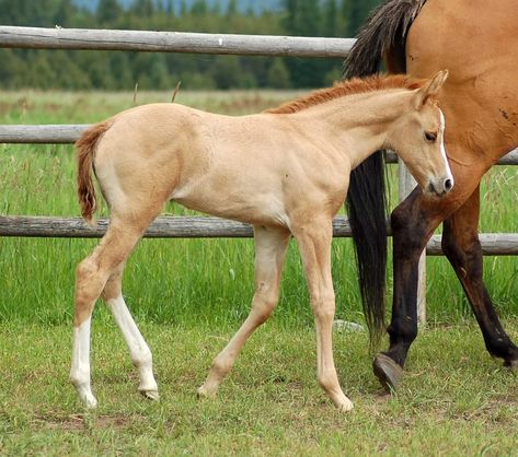 Quarter Horse Foal, Roan Horse, Horse Foal, Horse Coat Colors, Body References, Horse Coats, Quarter Horses, Animal Photos, Horse Coloring