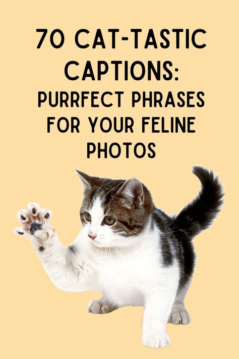 Are you a cat lover wanting to add some charm to your Instagram feed with purr-fect captions? You've come to the right place! We've gathered a collection of the funniest, most adorable, and heartwarming cat quotes to make your Instagram posts pop. Cute Pet Sayings, Meow Quotes Words, Cute Cat Quotes For Instagram, Coffee And Cats Quotes, Kitten Quotes Cute, Cat Mom Captions, International Cat Day Quotes, Cute Cat Quotes Funny, Cat Ig Captions