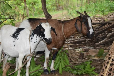 Goat Local Goat Kenya, #Goat, #Kenya, #Local Beetal Goat, Goat Feed, Types Of Goats, Keeping Goats, Goat Breeds, Feeding Goats, Boer Goats, Farming Business, Veterinary Services