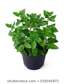 Mint Plant Images, Stock Photos & Vectors | Shutterstock Daun Mint, Mint Plant, Peppermint Plants, Herb Gardens, Mint Plants, Perennial Herbs, Plant Images, Peppermint Leaves, Plants Indoor