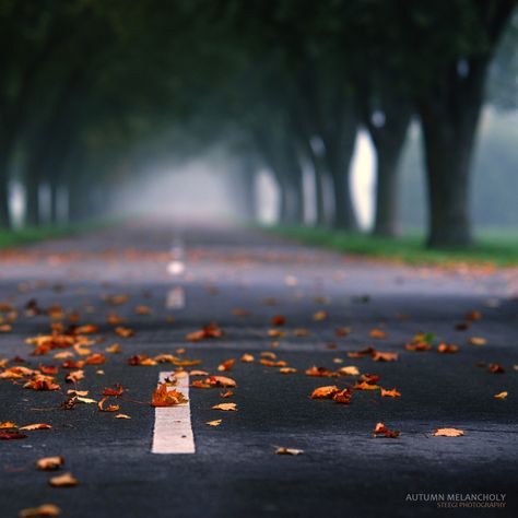 Photograph Autumn Melancholy by Andreas Steegmann on 500px Fallen Leaves, Trees, Road