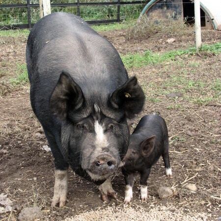 Choosing the Right Pig Breed for your Homestead | Modern Frontierswoman Hampshire Pig Breed, Pig Reference, Berkshire Pig, Gloucestershire Old Spots, Farm Goals, Hampshire Pig, Berkshire Pigs, Pig Breeds, Raising Pigs