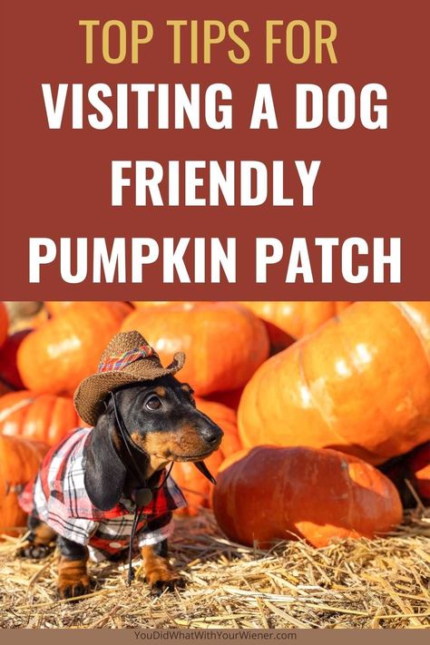 No matter which pumpkin patch you are visiting with your dog, there are some general etiquette rules and best practices to follow. Pumpkin Patch Activities, Photos Of Dogs, Etiquette Rules, Best Pumpkin Patches, Dog Pumpkin, Dog Friendly Hotels, Fall Activity, Dog Area, Pumpkin Patches