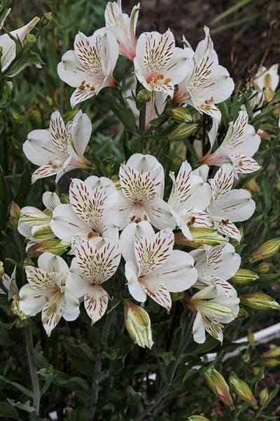 Hummingbird Party, Evergreen Perennials, Alstroemeria Flower, Peruvian Lily, Arum Lily, Peruvian Lilies, Full Sun Perennials, Flower Face, Asparagus Fern