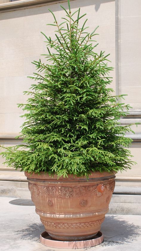 Trees For Pots, Potted Trees Patio, Potted Evergreens, Evergreen Potted Plants, Evergreen Planters, Evergreen Container, Broadleaf Evergreen, Patio Trees, Evergreen Garden