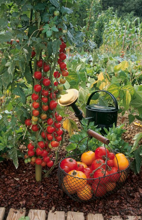 Tomato companion planting: grow the best crops with tomatoes | Country Strawberry Companion Plants, Tomato Companion Plants, Greenhouse Tomatoes, Herbs Image, Pruning Tomato Plants, Tomato Pruning, Strawberry Garden, Plant Guide, Strawberry Plants