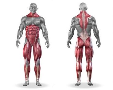 Which Muscles Does Deadlift Work? - EnkiVillage Deadlift Muscles Worked, Squats Muscles Worked, Dumbbell Leg Workout, Benefits Of Squats, Gain Muscle Mass, Barbell Squat, Muscle Abdominal, Ultimate Workout, Weight Training Workouts