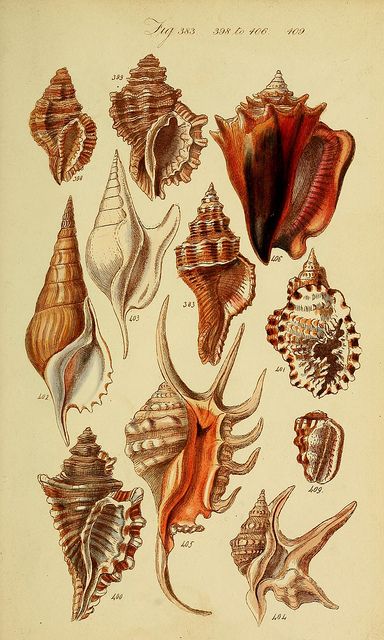 Superflat, Shell Magic, Seashell Logo, Botanisk Illustration, Scientific Drawing, Grafika Vintage, Antique Illustration, Scientific Illustration, Vintage Poster Art