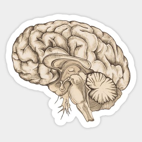 Vintage brain anatomy sticker. Perfect for any science lover's home or office. #brain #anatomy . #Medical_Stickers_Aesthetic #Human_Anatomy_Vintage #Anatomy_Vintage #Brain_Sticker Med School Stickers, Medical Stickers Aesthetic, Human Anatomy Vintage, Dark Academia Stickers, Med Stickers, Anatomy Vintage, Brain Sticker, Study Stickers, Mental Health Stickers