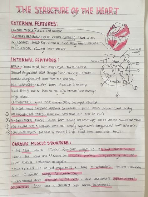 A level biology revision notes on the structure of the heart  #study #revision #notes #school #biology The Heart Revision Notes, Health Notes School, The Heart Revision, Structure Of The Heart Notes, Pe Notes Aesthetic, Science Revision Notes Year 8, Gcse Pe Notes, The Heart Biology, Science Revision Aesthetic