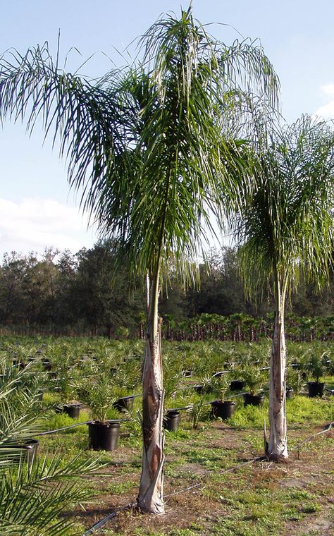 One of my favorite Palms, the Queen Palm. We have probably over 30 around our yard and they love it and grow really well. A must for the tropical lover!! Pictures Of Palm Trees, Palm Tree Landscaping, Palm Nursery, Date Trees Palms, Queen Palm Tree, Landscaping Tropical, Queen Palm, Wholesale Plant Nursery, Palm Trees Garden