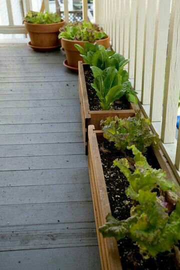 Apartment Balcony Garden, Growing Lettuce, Starting A Garden, Plant Seeds, Porch Garden, Small Space Gardening, Deck Garden, Apartment Garden, The Porch