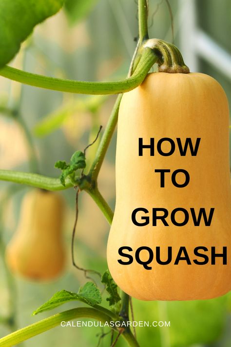 If you want to add squash to your home garden, you've come to the right place. In this article, we'll show you how to grow squash in your garden from start to finish. We'll cover everything from choosing the right squash variety for your garden to planting, caring for, and harvesting your squash crop. So, whether you're a seasoned gardener or a beginner, you can easily learn how to grow squash in your garden. Permaculture, Growing Squash In Raised Beds, Planting Spaghetti Squash, Canning Yellow Squash, Planting Squash, Different Kinds Of Squash, How To Grow Squash, Squash Garden, Grow Squash