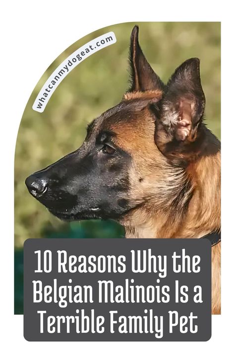 The Belgian Malinois may be impressive in law enforcement, but they're not always the best choice for a family pet. While their skills are top-notch, their high-energy and intense nature can be overwhelming. Here are 10 reasons why a Belgian Malinois might not suit your family. Belgian Malinois Service Dog, Puppy Teething Remedies, Belgian Malinois Funny, Belgian Malinois Training, Police Dog Breeds, Black Belgian Malinois, Malinois Puppies For Sale, Malinois Training, German Shepherd Mix Puppies