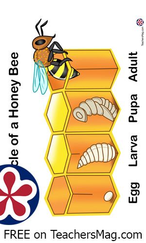 Bees go through four distinct stages of life: egg, larva, pupa, and adult. 😍We're inviting all preschool teachers to share their activity ideas on our site TeachersMag.com. Simply add a post with 2 photos and a description of the activity. After publishing the post, you will have access to downloadable free worksheets and printables for use in your classroom (preschool, kindergarten, PreK). Pollination Activity, Honey Bee Life Cycle, Life Cycles Preschool, Cycle Pictures, Diy Science Projects, Cycle Drawing, Bee Life Cycle, Biology Projects, Diy Science