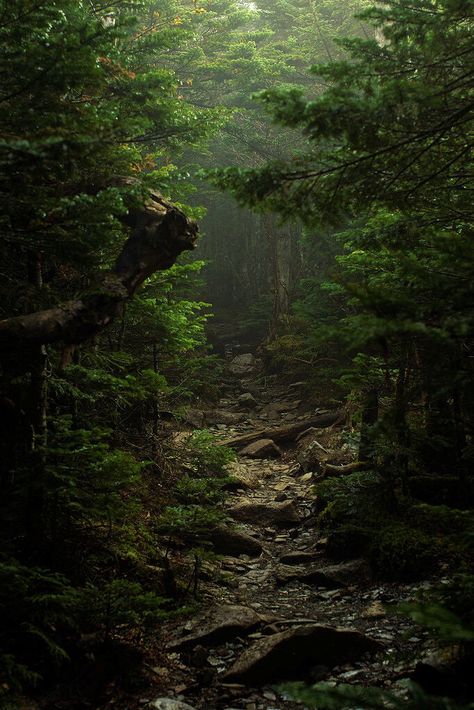 Care for a stroll? Dark Naturalism, Forest Path, Walk In The Woods, Naha, Alam Yang Indah, Cumbria, Dark Forest, Nature Aesthetic, Enchanted Forest