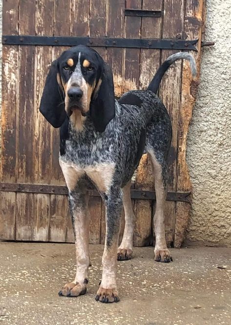 Blue Tick Coonhound, Hunting Hounds, Dog Types, Coon Hunting, Hunting Dogs Breeds, Hound Dog Breeds, Allergic To Dogs, Town Homes, Disabled Dog