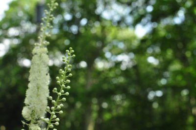 Sweet Almond Propagation: Growing Sweet Almond Verbena Shrubs In Gardens Almond Verbena, Creative Planter, Prairie Garden, Southern Garden, Fragrant Plant, Vegetable Gardens, Edible Landscaping, Starting A Garden, Organic Gardening Tips