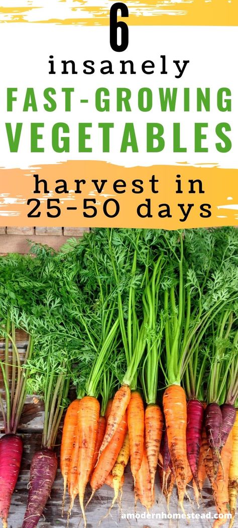 Growing Vegetables From Seeds, Garden Diy Hacks, Fast Growing Vegetables, Growing Vegetables Indoors, Harvest Food, Growing Vegetables In Pots, Vegetable Harvest, Easy Vegetables To Grow, Growing Veggies