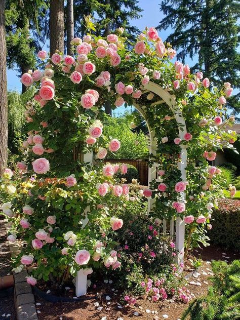 10 Best Climbing Roses White Climbing Roses, Rose Climbing, Cottage English, Rosen Beet, Eden Rose, Rose Garden Design, Growing Vines, Fragrant Roses, Climbing Rose