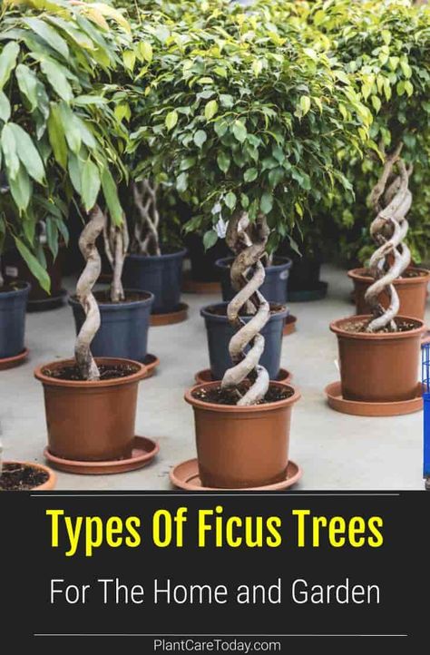 We share the different types of Ficus varieties for the Home and Garden, the plants you will find at garden centers - bushes, trees, and even vines. Types Of Ficus Plants, Ficus Varieties, Ficus Tree Indoor, Houseplant Tips, Top Types, Rubber Tree Plant, Ficus Microcarpa, Ficus Pumila, Indoor Oasis