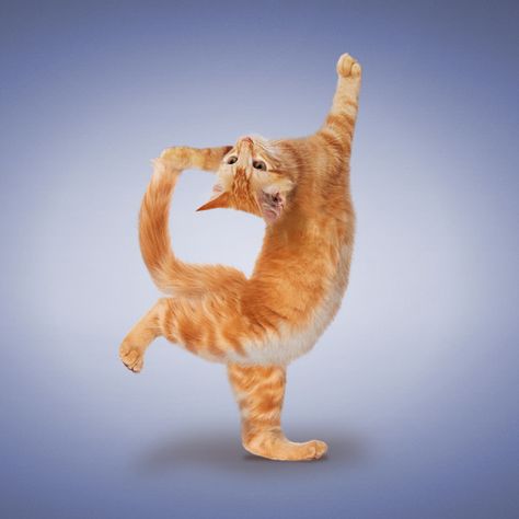 Good Night Cat, Animal Yoga, Cat Candy, Cat Meeting, Dog Poses, Cat Yoga, Dancing Cat, Cat Books, Silly Cats