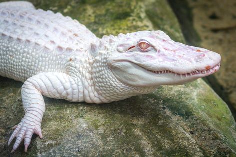 Albino crocodile | Thierry GASSELIN | Flickr Albino Crocodile, Rare Albino Animals, White Alligator, Crocodile Animal, Albino Animals, Cute Reptiles, Rare Animals, Pretty Animals, West Highland Terrier