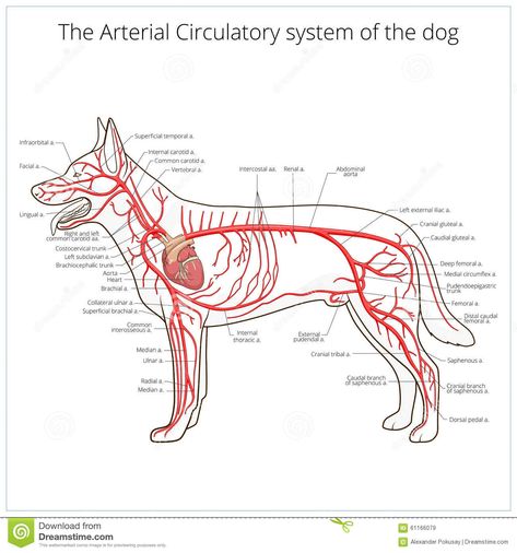 Vet School Motivation, Veterinarians Medicine, Vet Tech School, Vascular System, Vet Tech Student, Vet Technician, Veterinary Studies, Vet Nurse, Veterinary Science