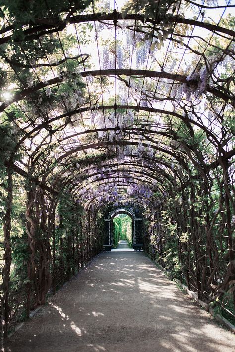 Wisteria Tunnel, Wisteria, Us Images, Vienna, Royalty Free Stock Photos, High Resolution, Stock Photos