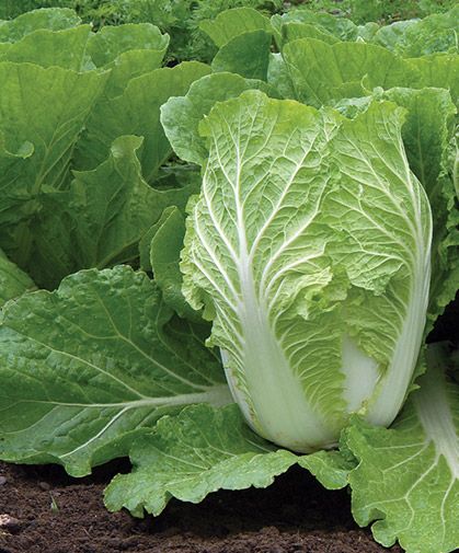 Cabbage Varieties, Types Of Cabbage, Cabbage Seeds, Flea Beetles, Plants Growing, Napa Cabbage, Chinese Cabbage, Organic Seeds, Stir Fries