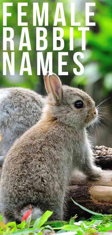 Female Rabbit Names – Over 300 Excellent Ideas For Naming Your Bunny Rabbit Names Ideas, Female Rabbit Names, Cute Pet Names, Unique Rabbit, Female Rabbit, Giant Rabbit, Rabbit Names, Bunny Names, Mini Lop