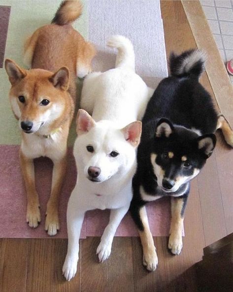 Fantasy Pets, Japanese Dog Breeds, Cutee Animals, Shiba Inu Puppy, Japanese Dogs, Shiba Inu Dog, Three Dogs, Toasted Marshmallow, Shiba Inu