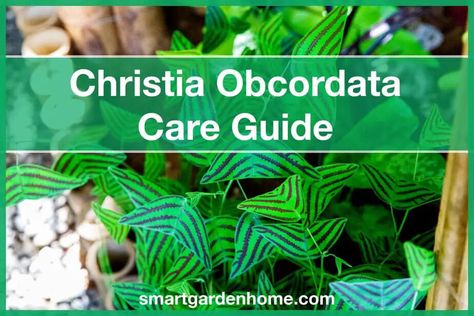 Do you love butterflies? Then you should definitely check out this houseplant care guide for the Christia Obcordata, also known as the Swallowtail butterfly plant. https://hapy.link/9i-F?utm_source=pinterest&utm_medium=smartgardenhome&utm_campaign=publer #houseplant #christiaobcordata #smartgardenhome Butterfly Plant, Indoor Vegetables, Love Butterflies, Houseplant Care, Tropical Flower Plants, Butterfly Plants, Smart Garden, Butterfly House, Swallowtail Butterfly